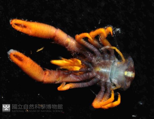 美麗異鎧蝦藏品圖，第4張