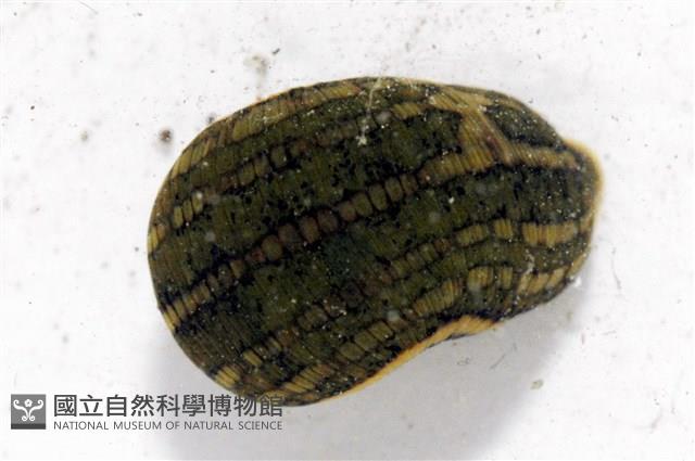 光潤金線蛭藏品圖，第4張