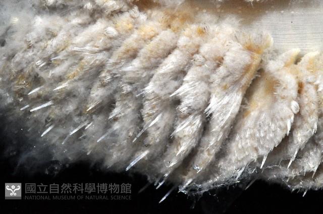未知種棘海鰓藏品圖，第4張