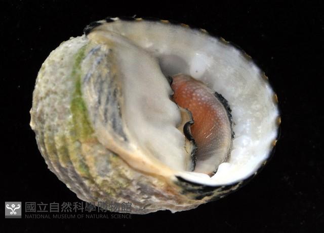 黑肋蜑螺藏品圖，第4張