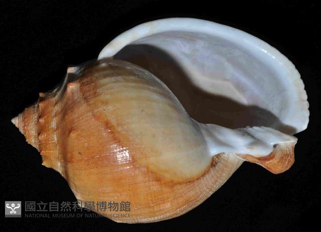 飴色鬘螺藏品圖，第4張