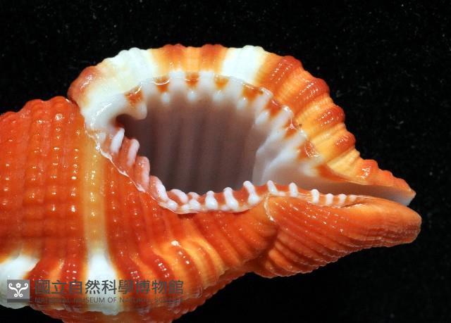 豔紅美法螺藏品圖，第4張