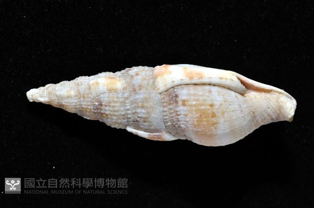 登錄號:006359-00016藏品圖，第4張