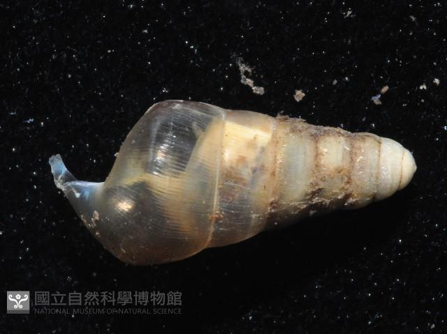 未知種煙管蝸牛藏品圖，第4張