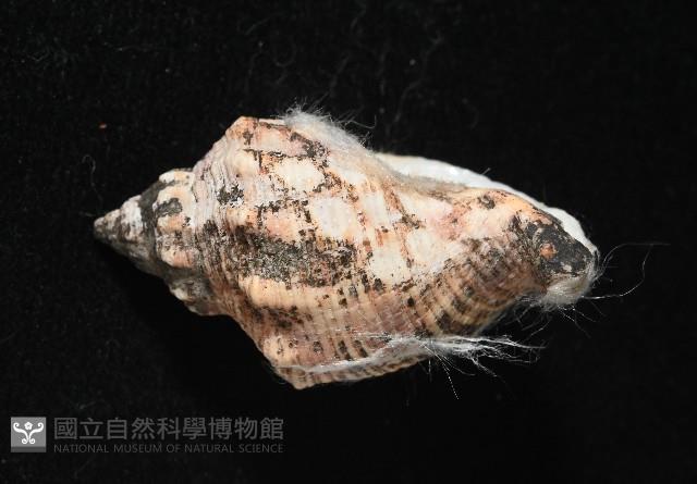軟帽峨螺藏品圖，第4張