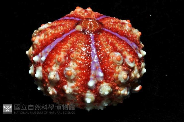 浪腔海膽(波紋腔海膽)藏品圖，第4張