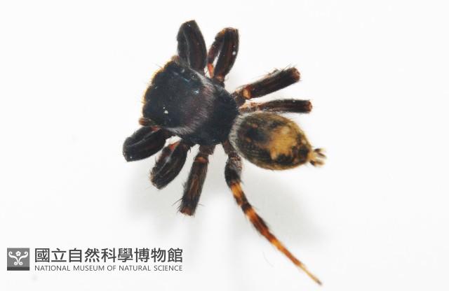 毛垛兜蠅虎藏品圖，第4張