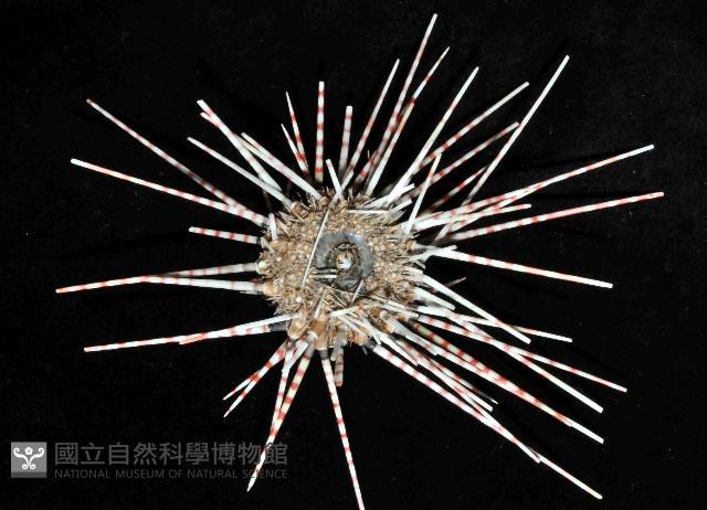 斑腔海膽藏品圖，第4張