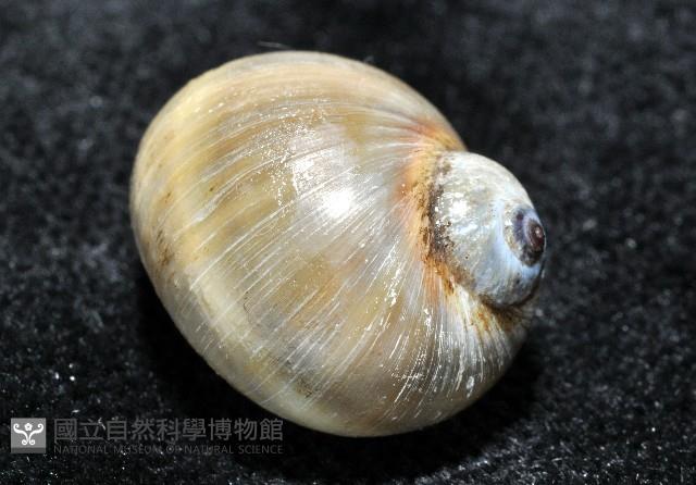 安東尼玉螺藏品圖，第4張