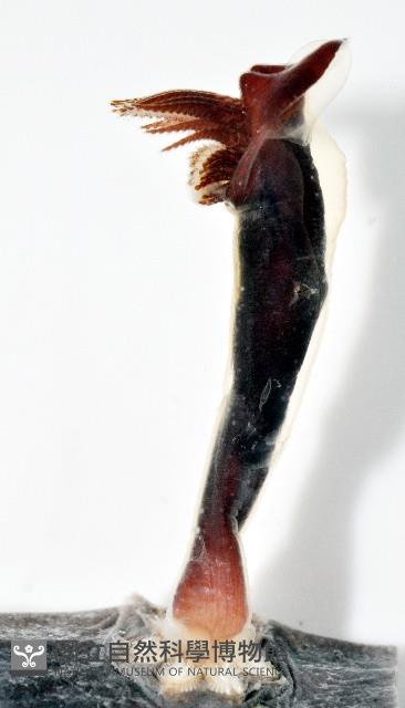 外藤壺藏品圖，第4張