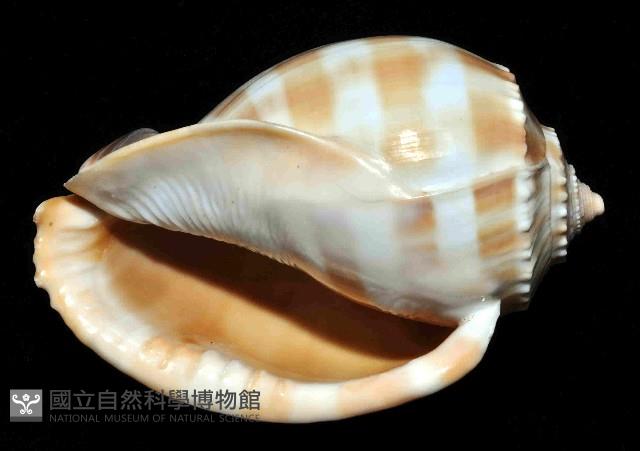 金帶鬘螺藏品圖，第4張
