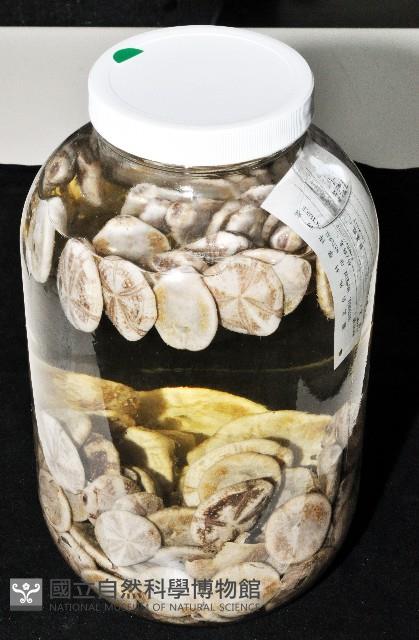 扁仙壺海膽藏品圖，第4張