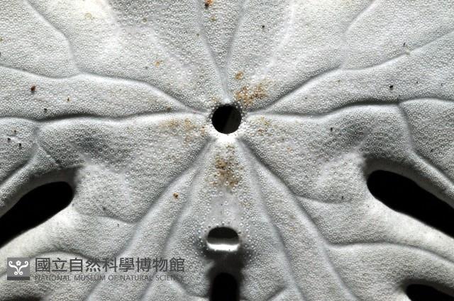 裂片海膽(裂片海錢)藏品圖，第4張
