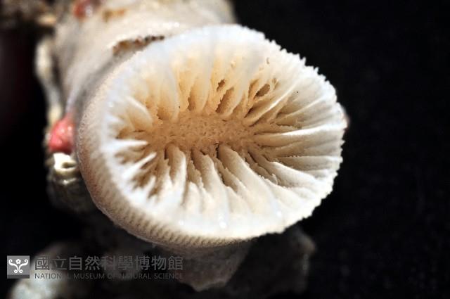 軸樹珊瑚(軸木珊瑚)藏品圖，第4張