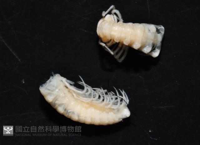 叉角東京泡馬陸藏品圖，第4張