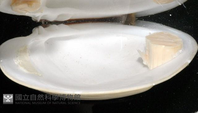 北海貝藏品圖，第4張
