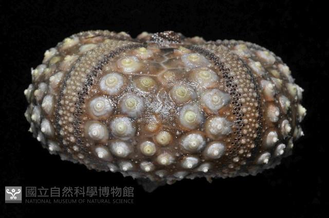 環刺棘海膽藏品圖，第4張