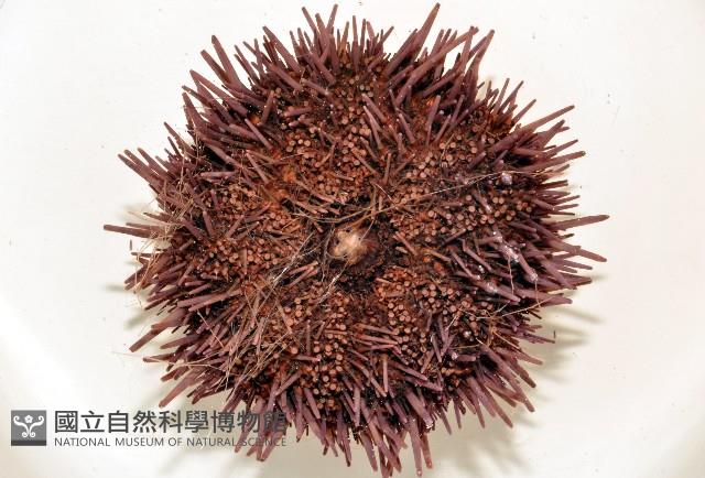 加州紫海膽藏品圖，第4張