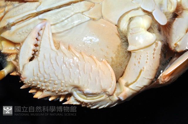 蛙形蟹藏品圖，第4張