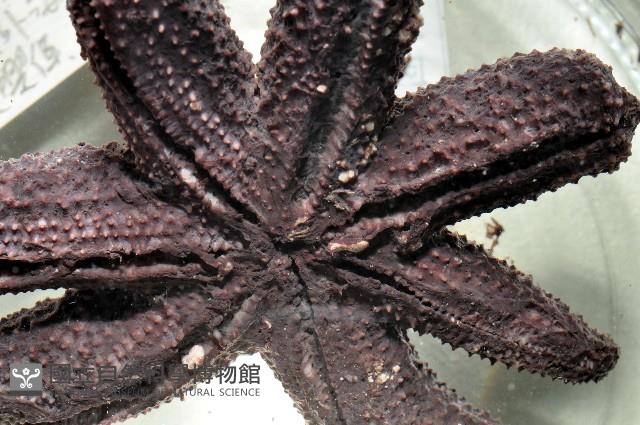 呂宋棘海星藏品圖，第4張