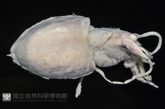 葉足鳥賊藏品圖，第4張