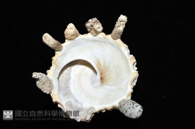 礫石綴殼螺藏品圖，第4張