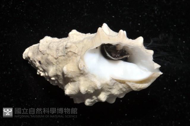 白結螺藏品圖，第4張