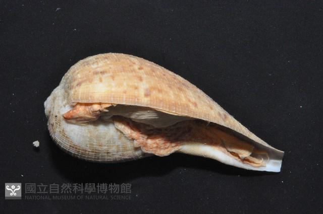 小枇杷螺藏品圖，第4張