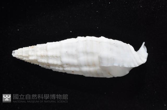 秀美蟹守螺藏品圖，第4張
