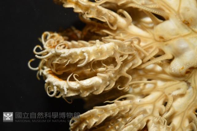 輪替海齒花藏品圖，第4張