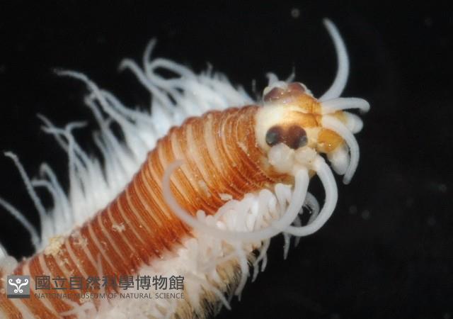 未知種沙蠶-異沙蠶體藏品圖，第4張