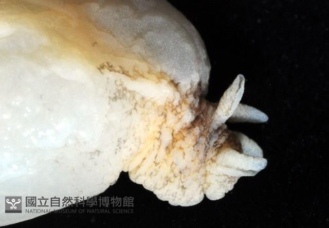 龍骨海鹿螺(龍骨截尾海兔)藏品圖，第4張