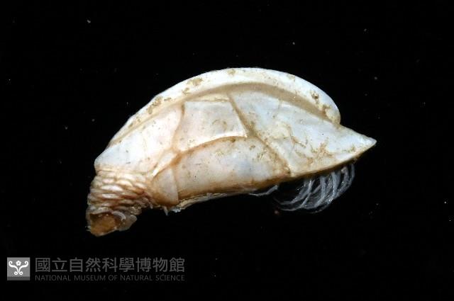 羅斯垂鎧茗荷藏品圖，第4張