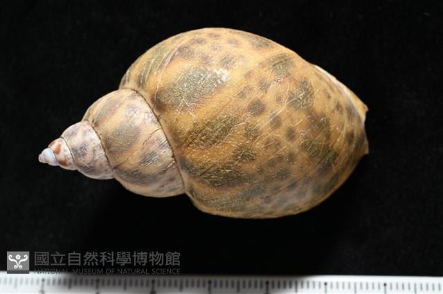 日本鳳螺藏品圖，第4張