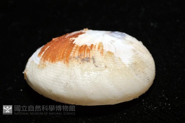 南洋扁玉螺藏品圖，第4張