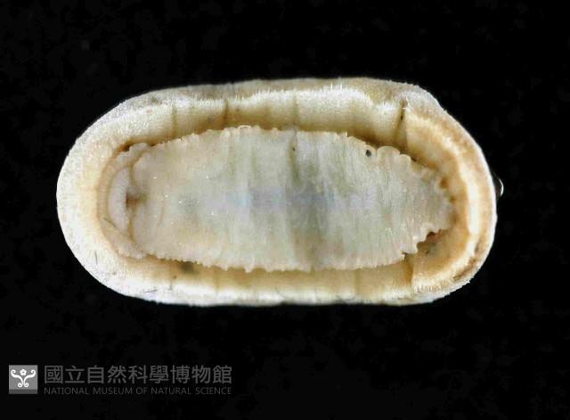 未知種深海石鱉藏品圖，第4張