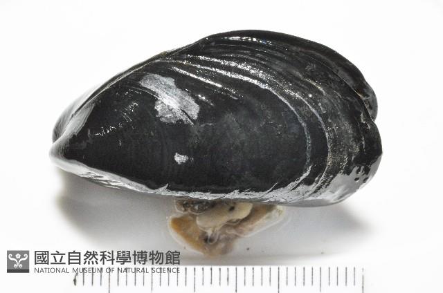 地中海殼菜蛤藏品圖，第4張