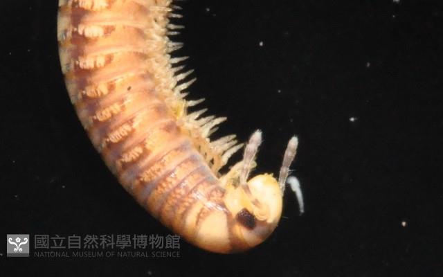 未知種姬馬陸藏品圖，第4張