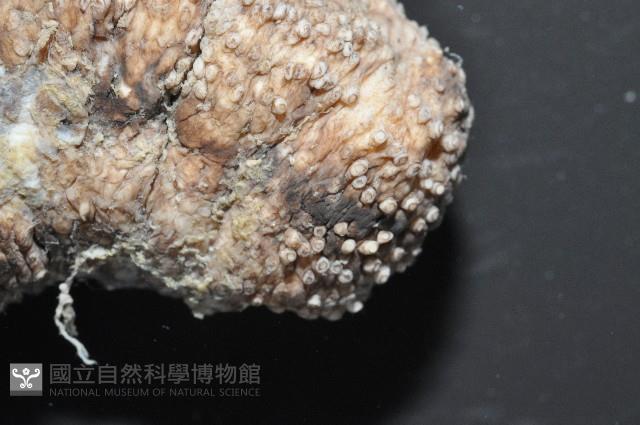 異色哈威參藏品圖，第4張
