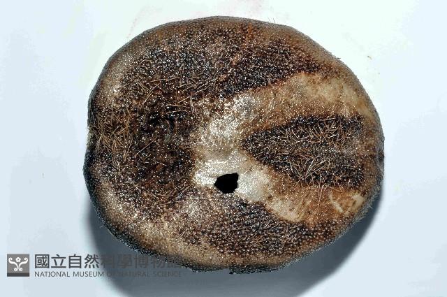 易碎脆心形海膽藏品圖，第4張