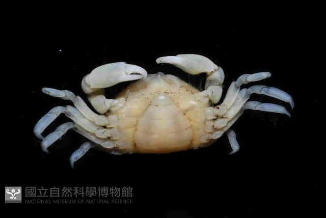 雙齒豆蟹藏品圖，第4張