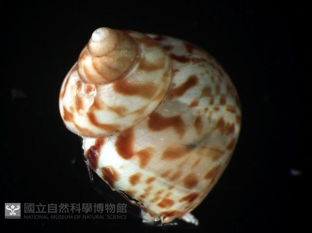 斑青山蝸牛藏品圖，第4張