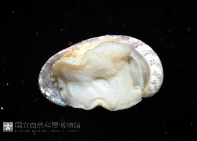 小廣口螺藏品圖，第4張
