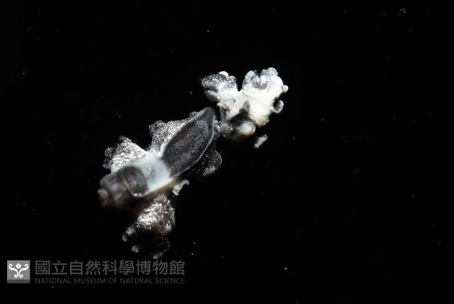 邊緣海神海蛞蝓藏品圖，第4張