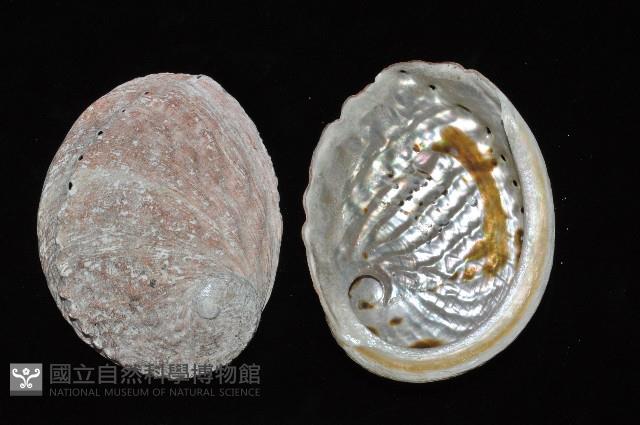紐西蘭鮑螺藏品圖，第4張