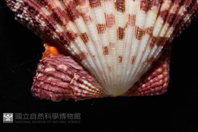 油畫海扇蛤藏品圖，第4張