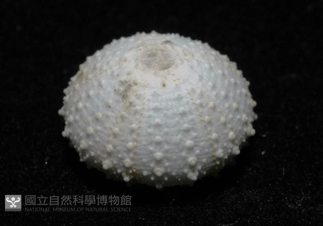 單列三角頭帕藏品圖，第4張