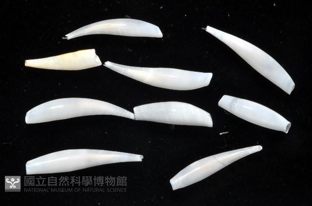 胖象牙貝藏品圖，第4張