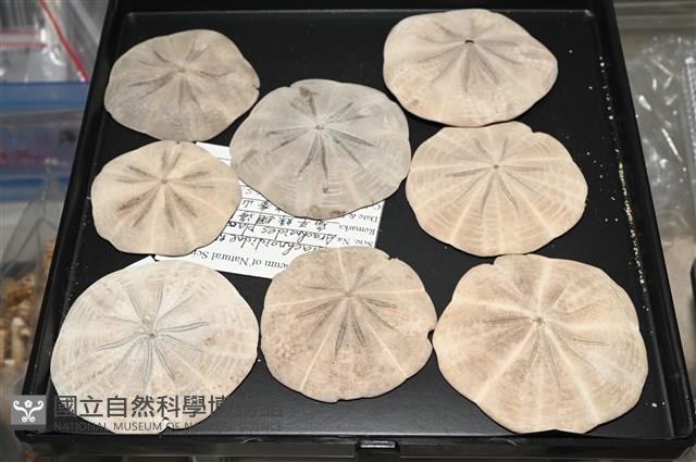 扁平蛛網海膽藏品圖，第4張