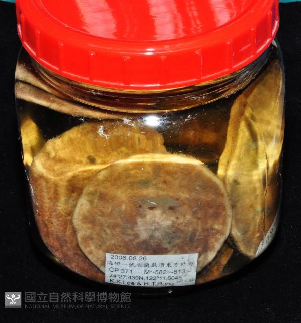 富士餅乾海膽藏品圖，第4張